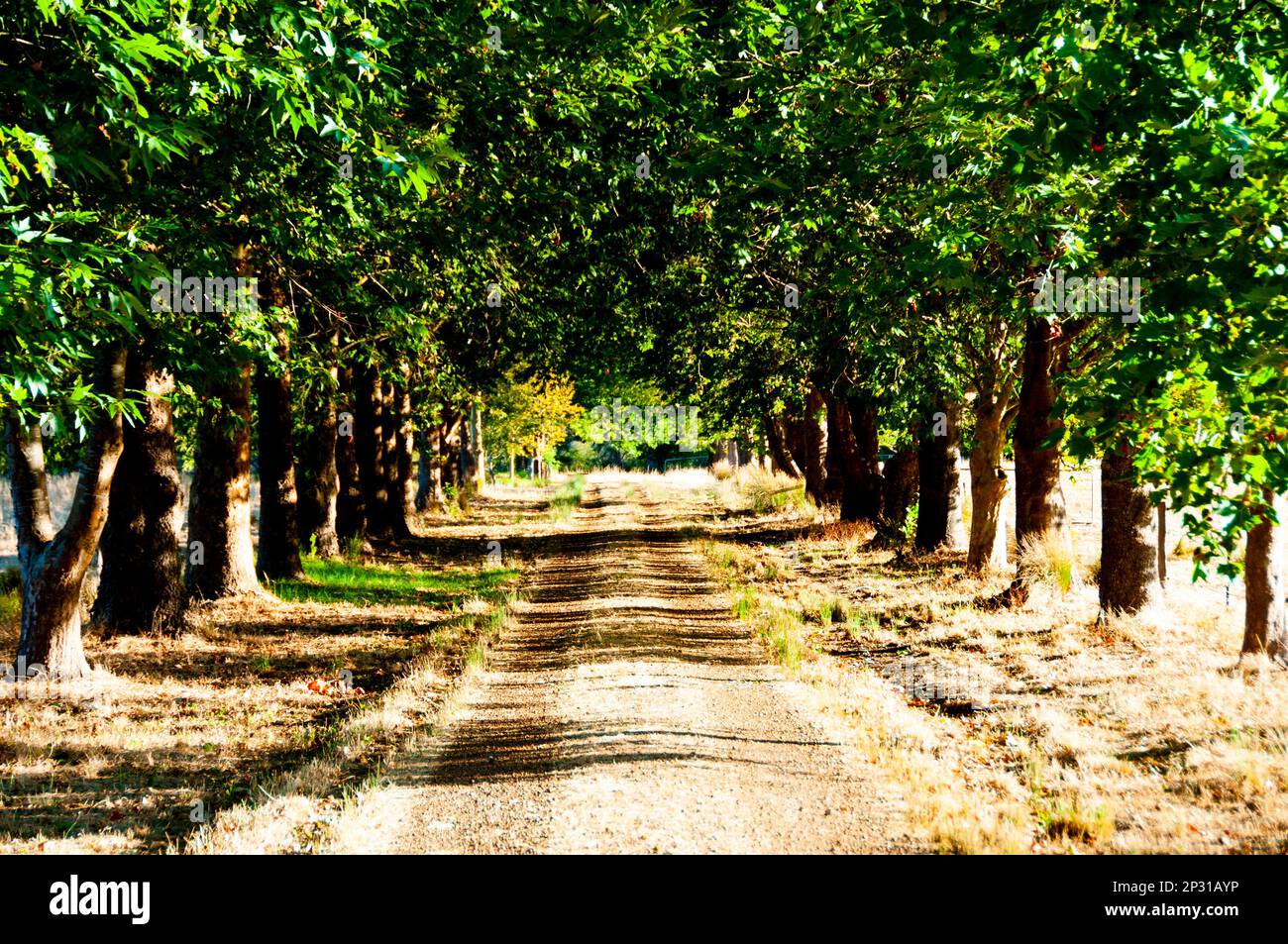 Tree Avenue - Westaustralien Stockfoto