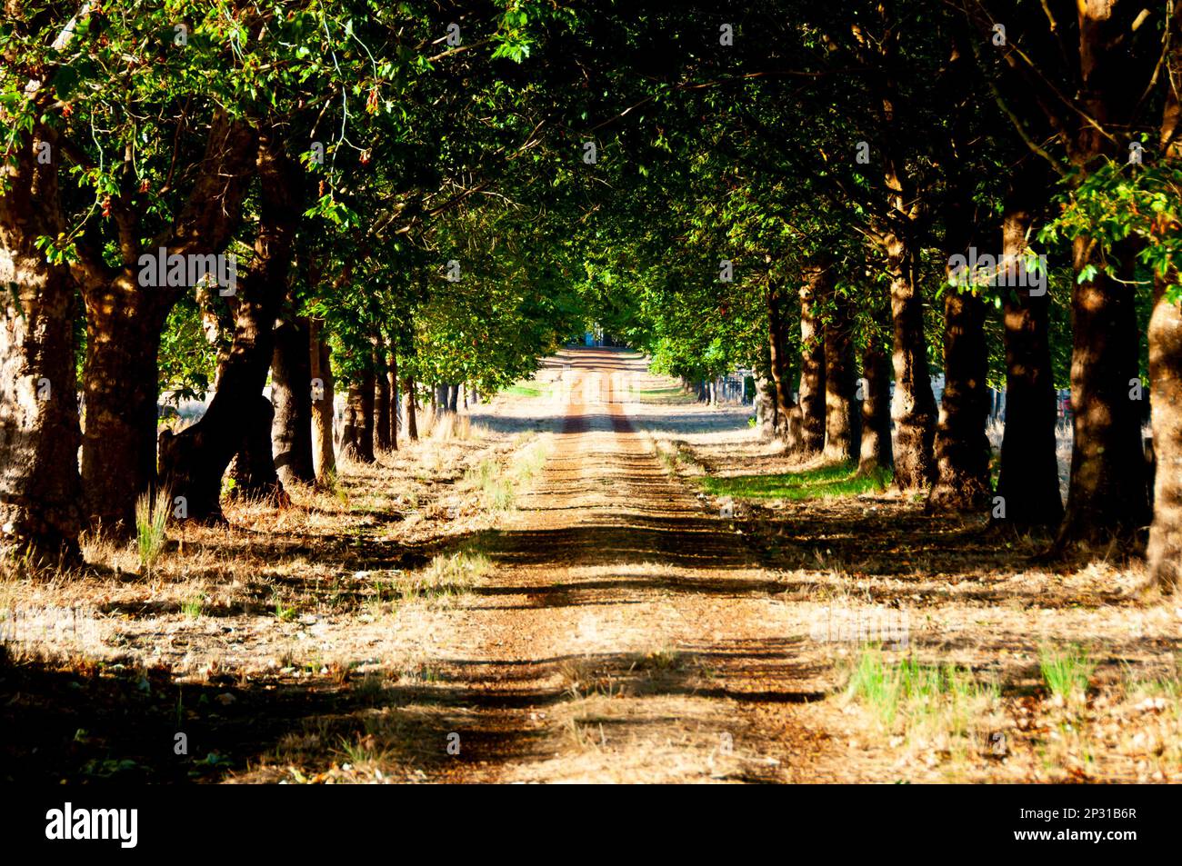 Tree Avenue - Westaustralien Stockfoto