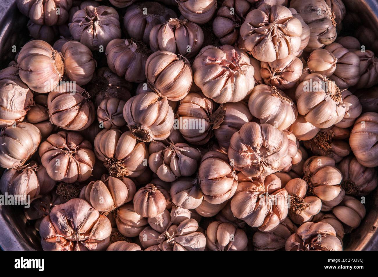 Frische Knoblauchzehen für Verkauf an den Russischen Markt, Phnom Penh, Kambodscha. © kraig Lieb Stockfoto