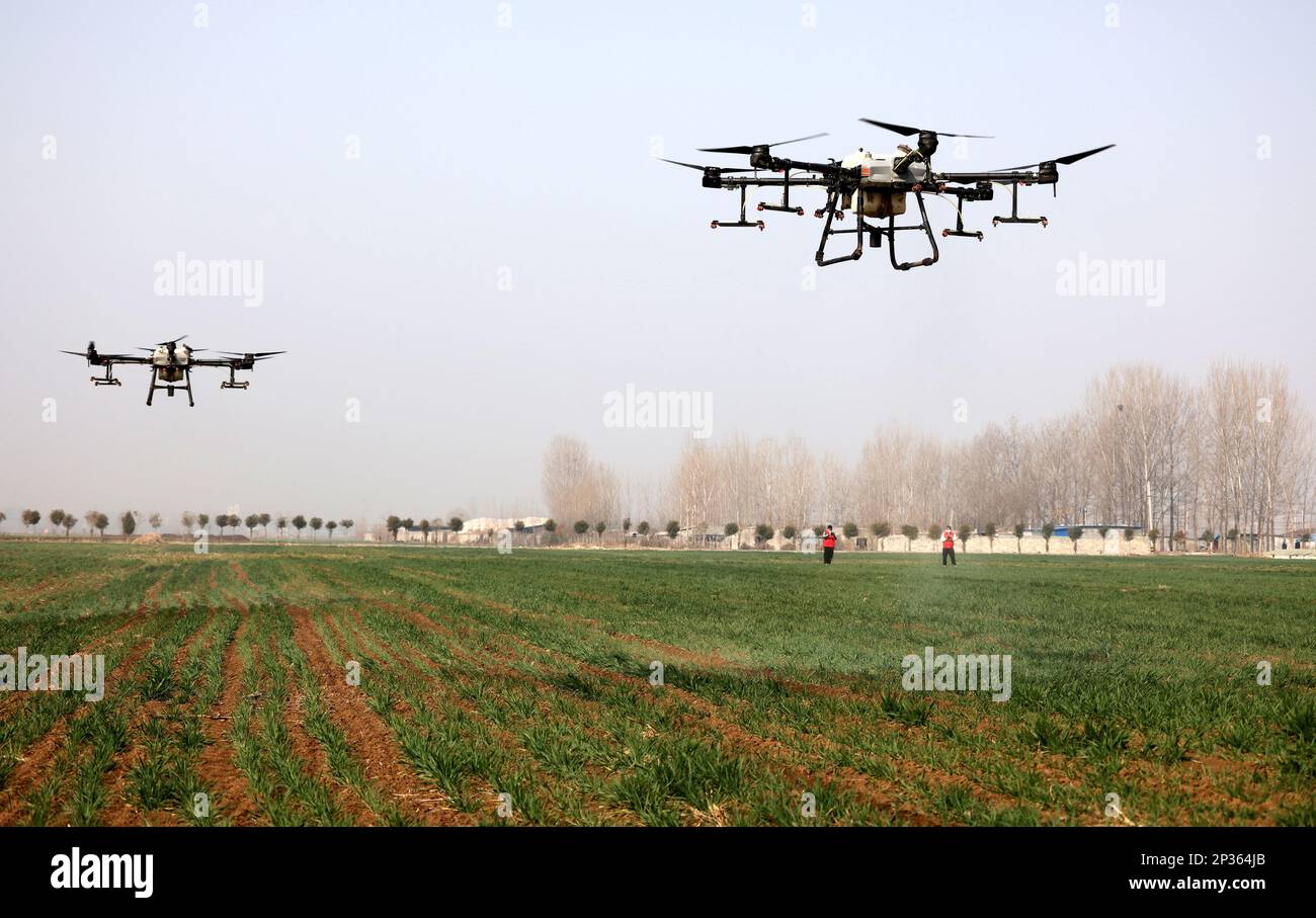 ZAOZHUANG, CHINA - 5. MÄRZ 2023 - Landwirte betreiben zwei Pflanzenschutzdrohnen, um Blattdünger auf Weizen in Zaozhuang, Ostchina Shandong, zu sprühen Stockfoto