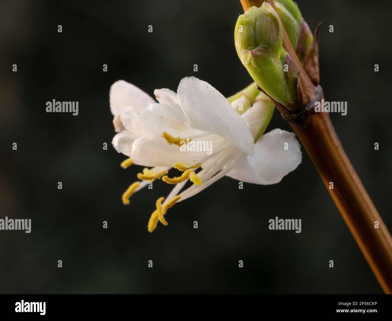 rhapsody in blue rose plant Rhapsody in Blue – SIA Jūrmalas rozes
