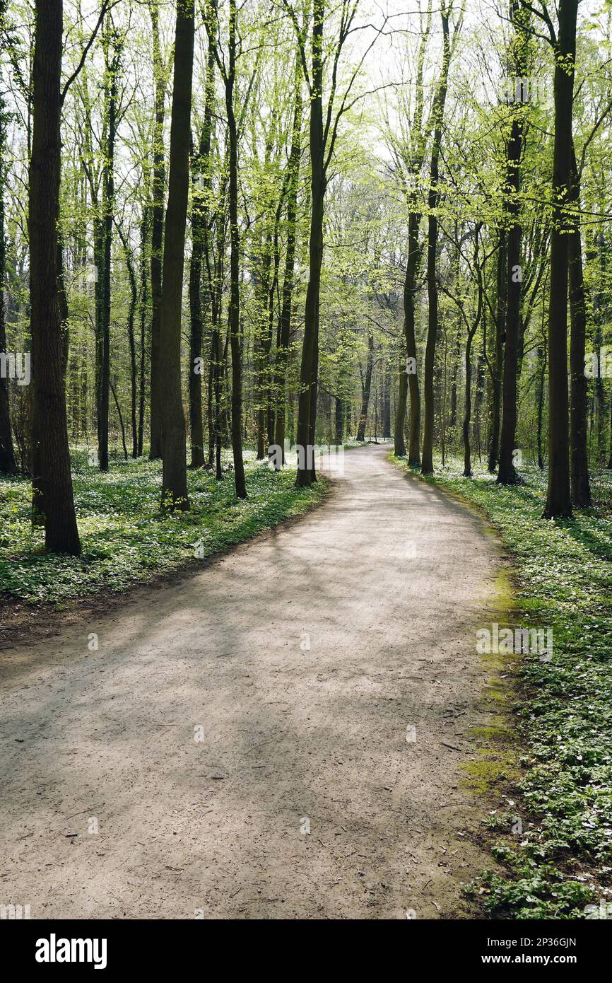 Leerer Waldweg im Frühling. Von Bäumen gesäumter Pfad durch Laub- oder Laubwälder Stockfoto
