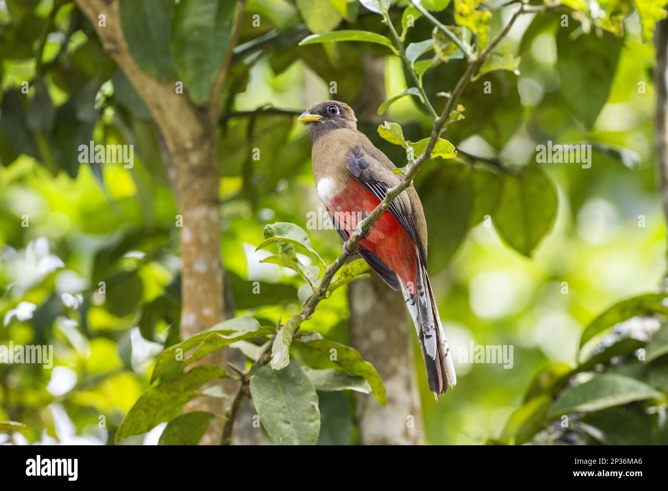 Halstrogon (Trogon collaris collaris), weiblich, ausgewachsen, sitzt auf einem Ast, Trinidad, Trinidad und Tobago Stockfoto