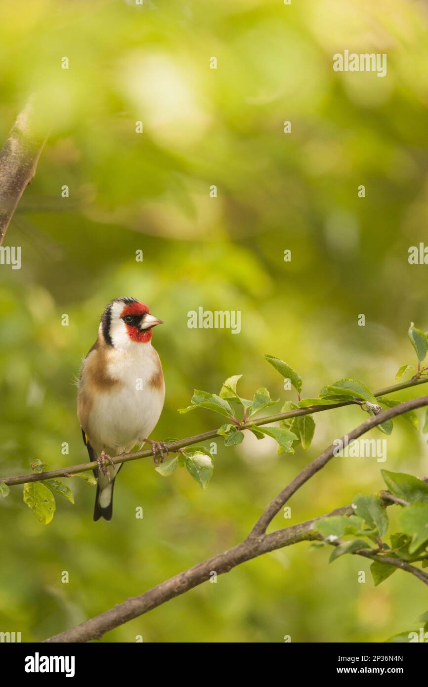 Europäischer Goldfink (Carduelis carduelis), Erwachsener, hoch oben auf dem Zweig, Norfolk, England, Vereinigtes Königreich Stockfoto