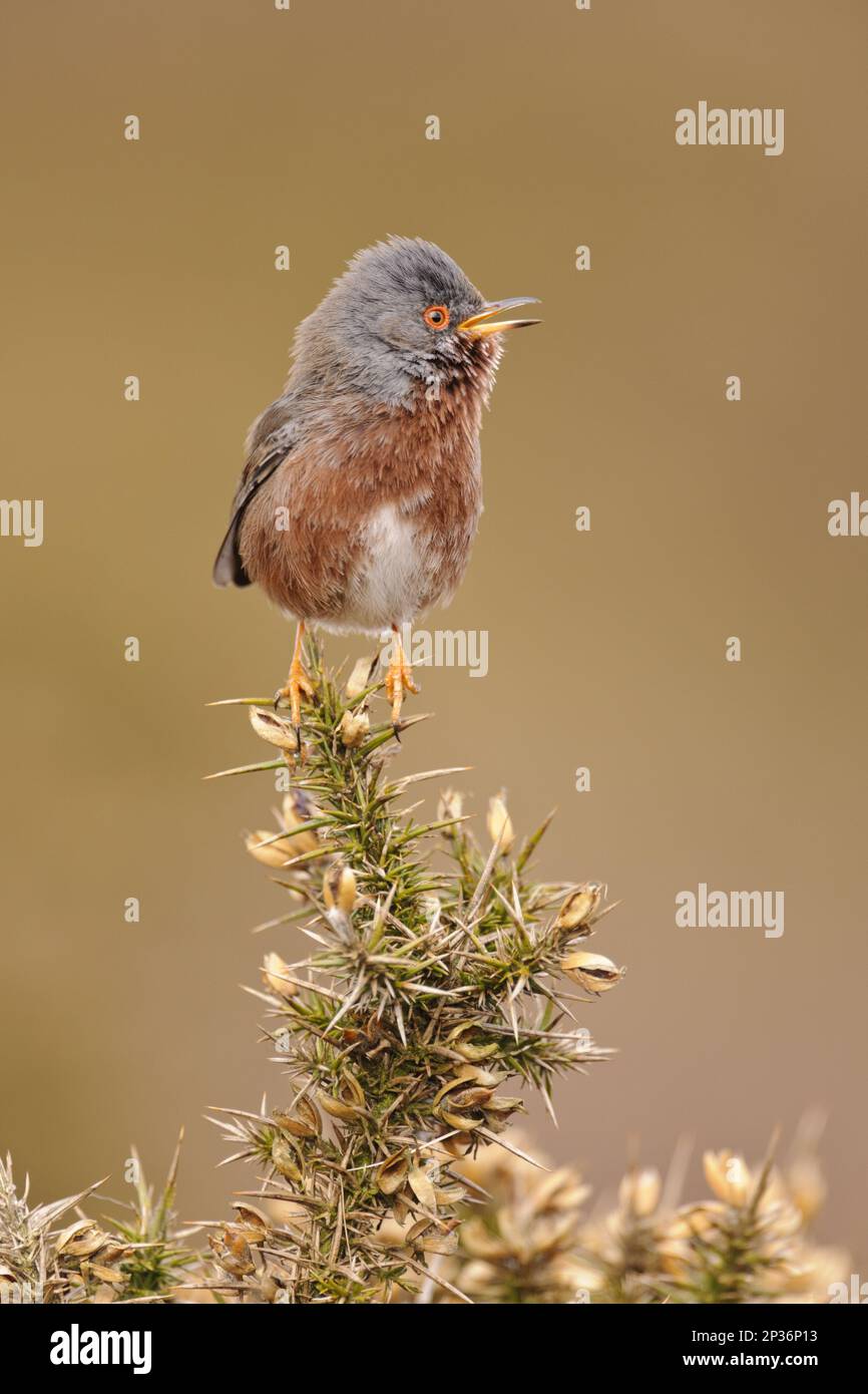 Dartford dartford Warbler (Sylvia undata), männlicher Erwachsener, singend, sitzt auf einem Gorse in the Heath, North Wales, Großbritannien Stockfoto