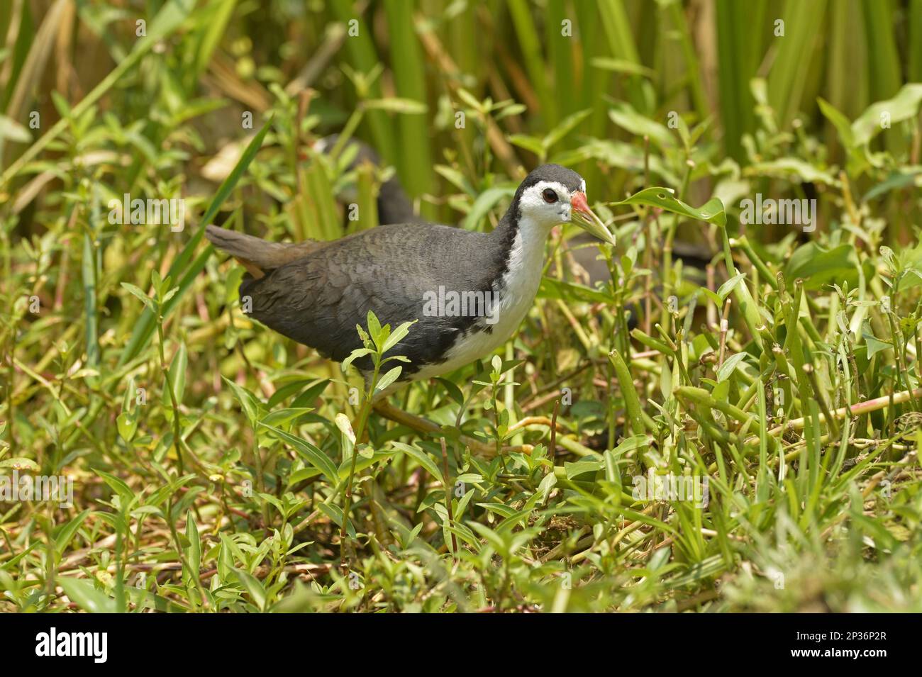 Ausgewachsene weiße Wasserhühner (Amaurornis phoenicurus), Spaziergang durch die aquatische Vegetation, Bundala N. P. Sri Lanka Stockfoto