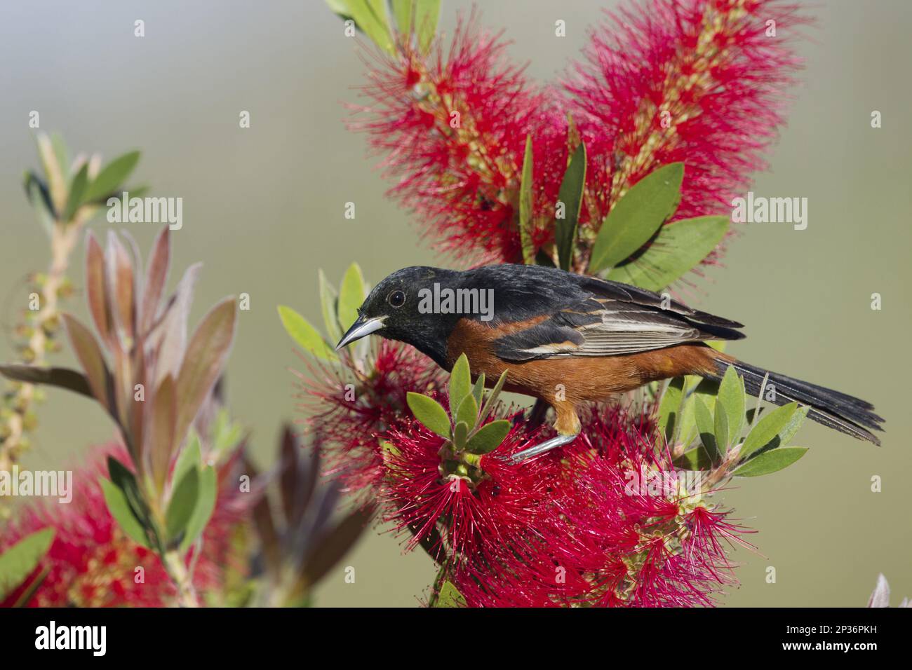Oraniole (Icterus spurius), ausgewachsener Mann, Fütterung mit blühender Flaschenbürste (Callistemon sp.) Eingeführte Arten, Golfküste, utricularia Stockfoto