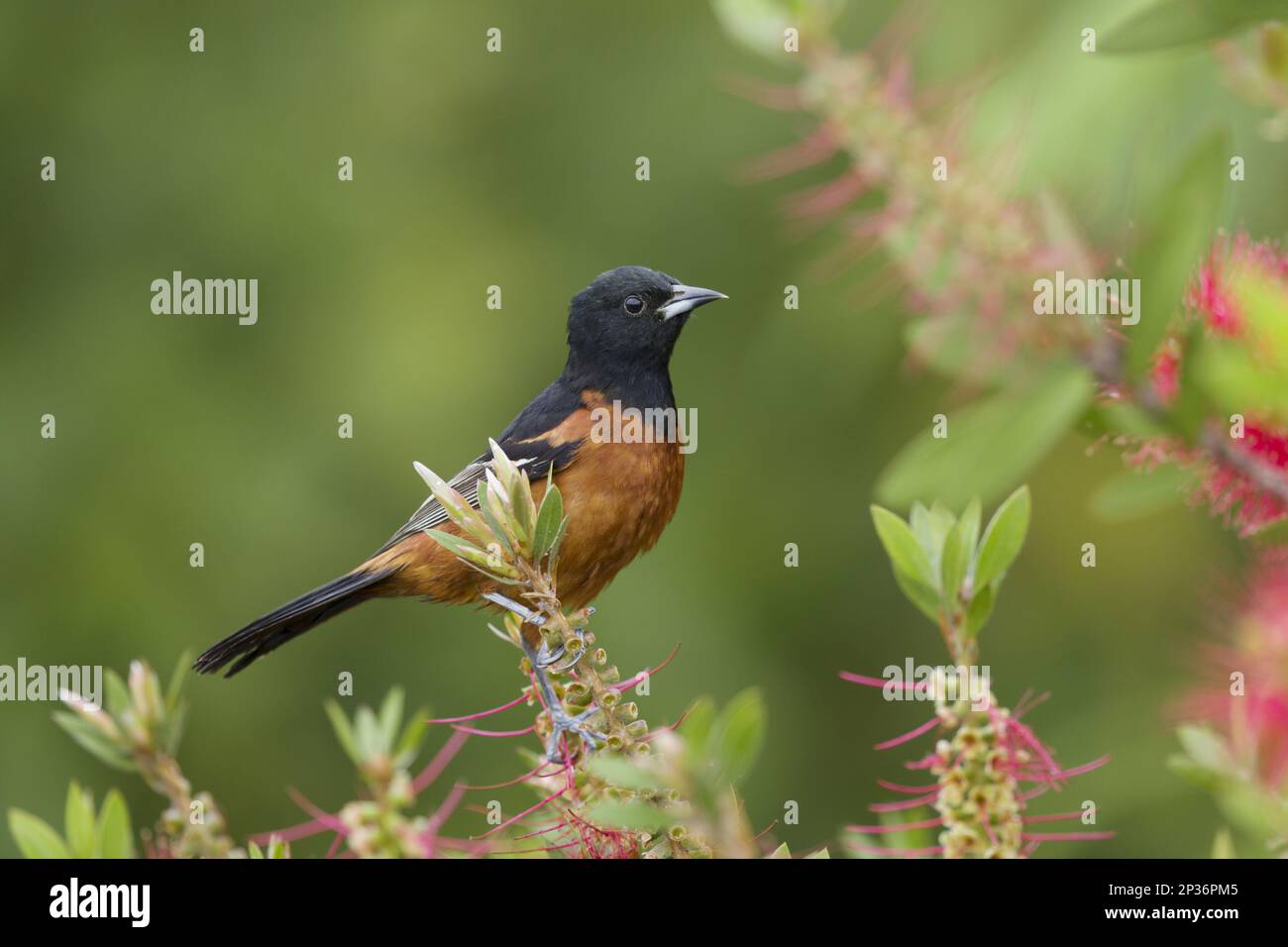 Schmalzoriole (Icterus spurius), männlich, auf Blumenpinsel (Callistemon sp.) Eingeführte Arten, Golfküste, utricularia Stockfoto