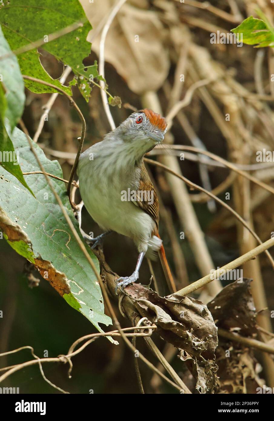 Rupus-gekrönter Babbler (Malacopteron magnum magnum), Erwachsener, hoch oben auf dem Zweig, Taman Negara N. P. Titiwangsa Mountains, malaiische Halbinsel, Malaysia Stockfoto