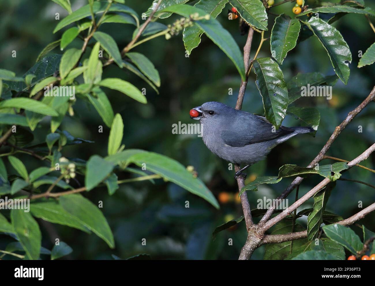 Jamaikanischer Euphonia (Euphonia jamaica), männlicher Erwachsener, Fütterung von Früchten im Obstbusch, Marshall's Pen, Jamaika Stockfoto