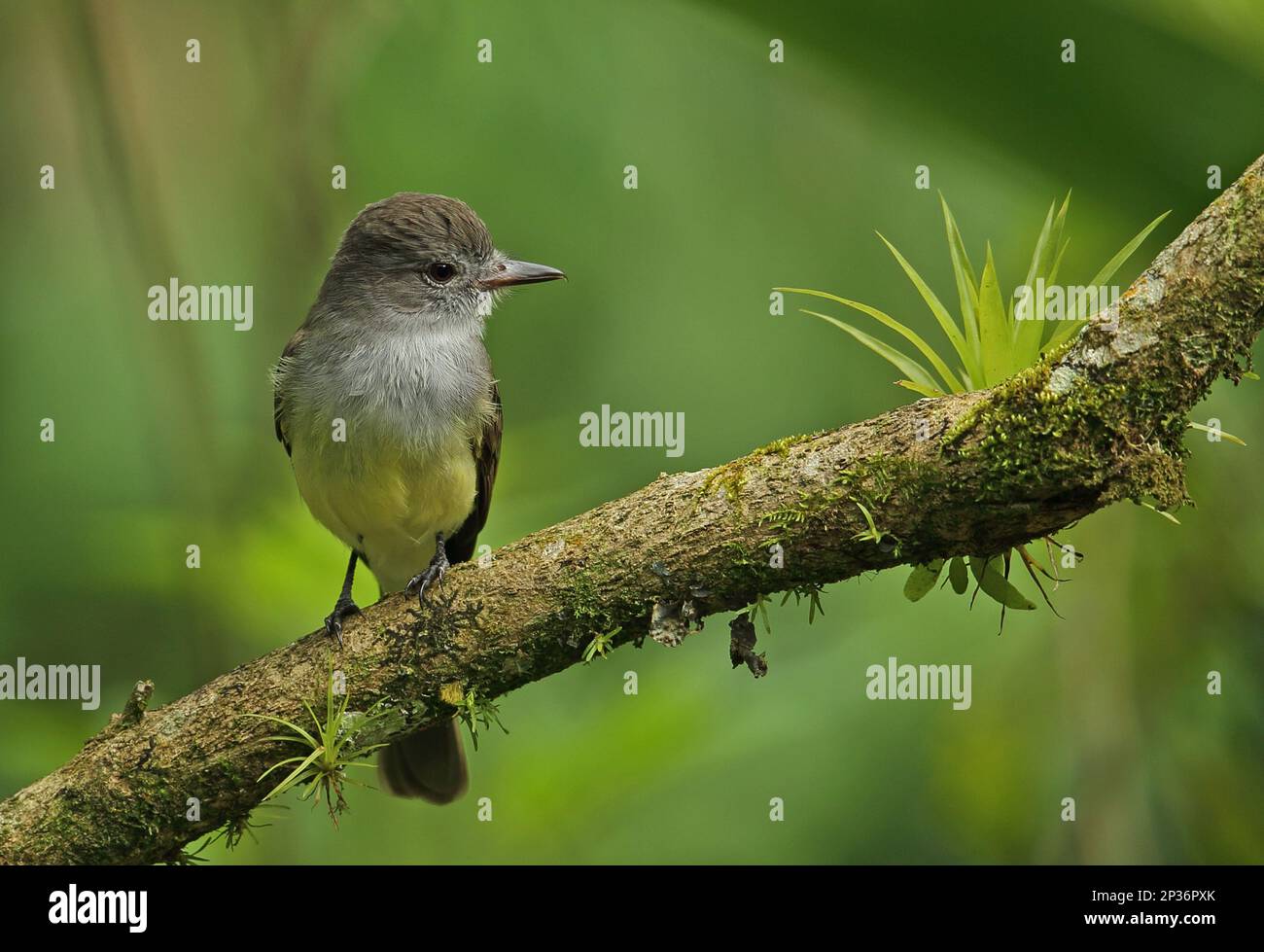 Schwarzschnabel-Fliegenfänger (Myiarchus tuberculifer nigricapillus), Erwachsener, sitzt auf einem Ast, Canopy Lodge, El Valle, Panama Stockfoto