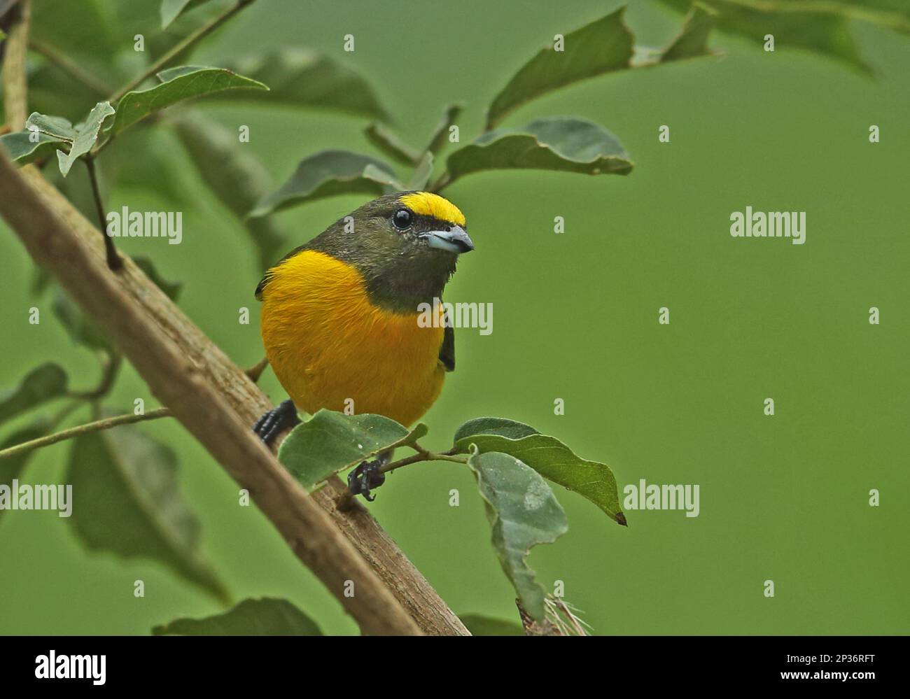 Lila Rachen Euphonia (Euphonia chlorotica serrirostris) unreif, männlich, auf einem Ast sitzend, Atlantischer Regenwald, Reserva Ecologica de Guapi Assu Stockfoto