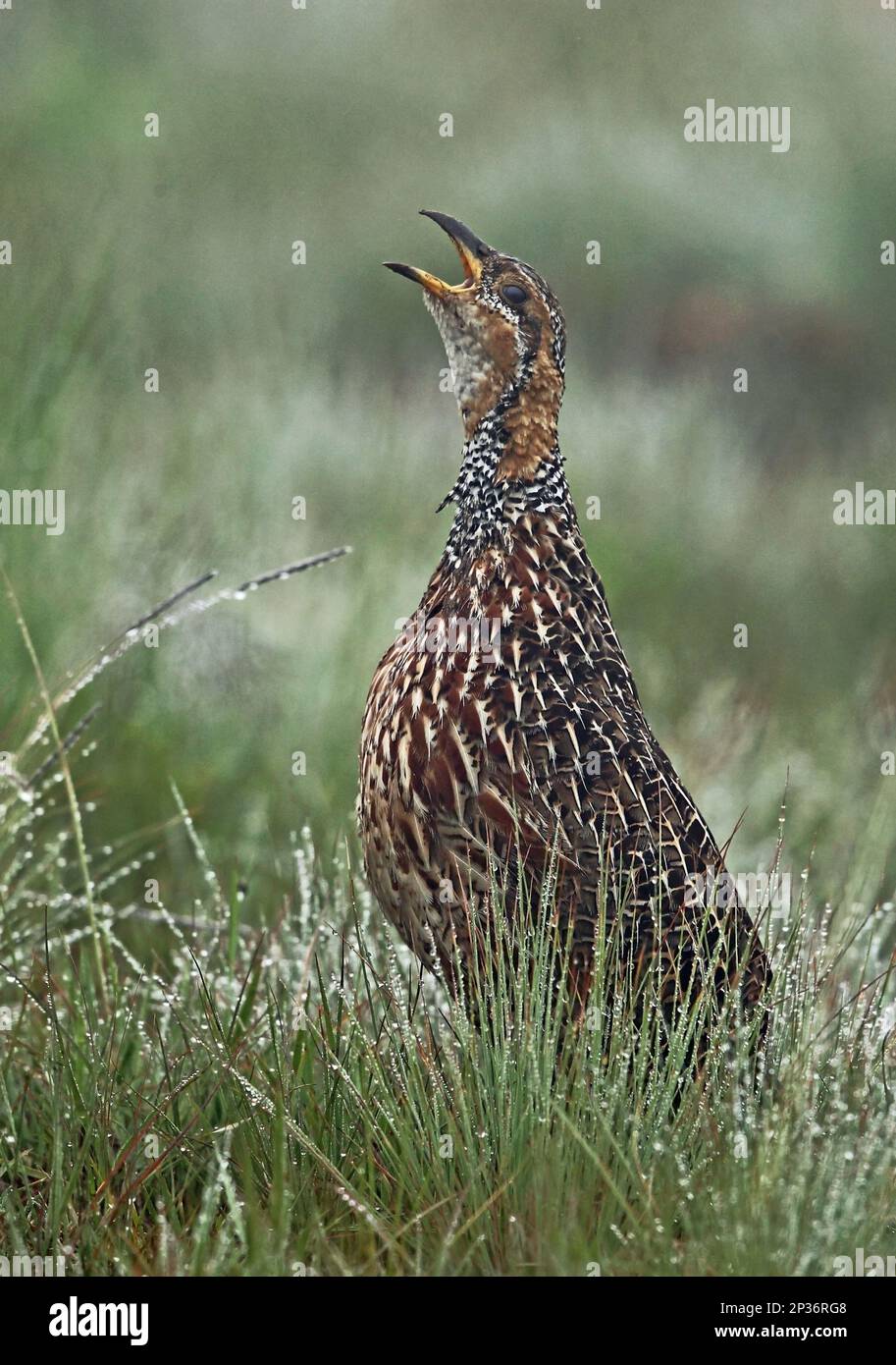 Rotflügelfrancolin (Scleroptila levaillantii levaillantii), Erwachsener, auf nassem Grasland stehend, Steenkampsberg Range, Mpumalanga, Südafrika Stockfoto
