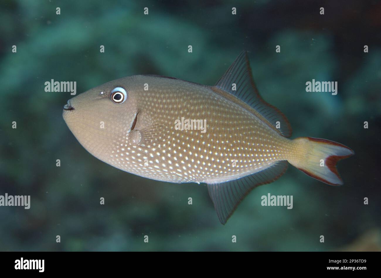 Goldener Triggerfisch (Xanthichthys auromarginatus), blauer Triggerfisch, andere Tiere, Fische, Tiere, Triggerfish, vergoldeter Triggerfish Erwachsener Stockfoto