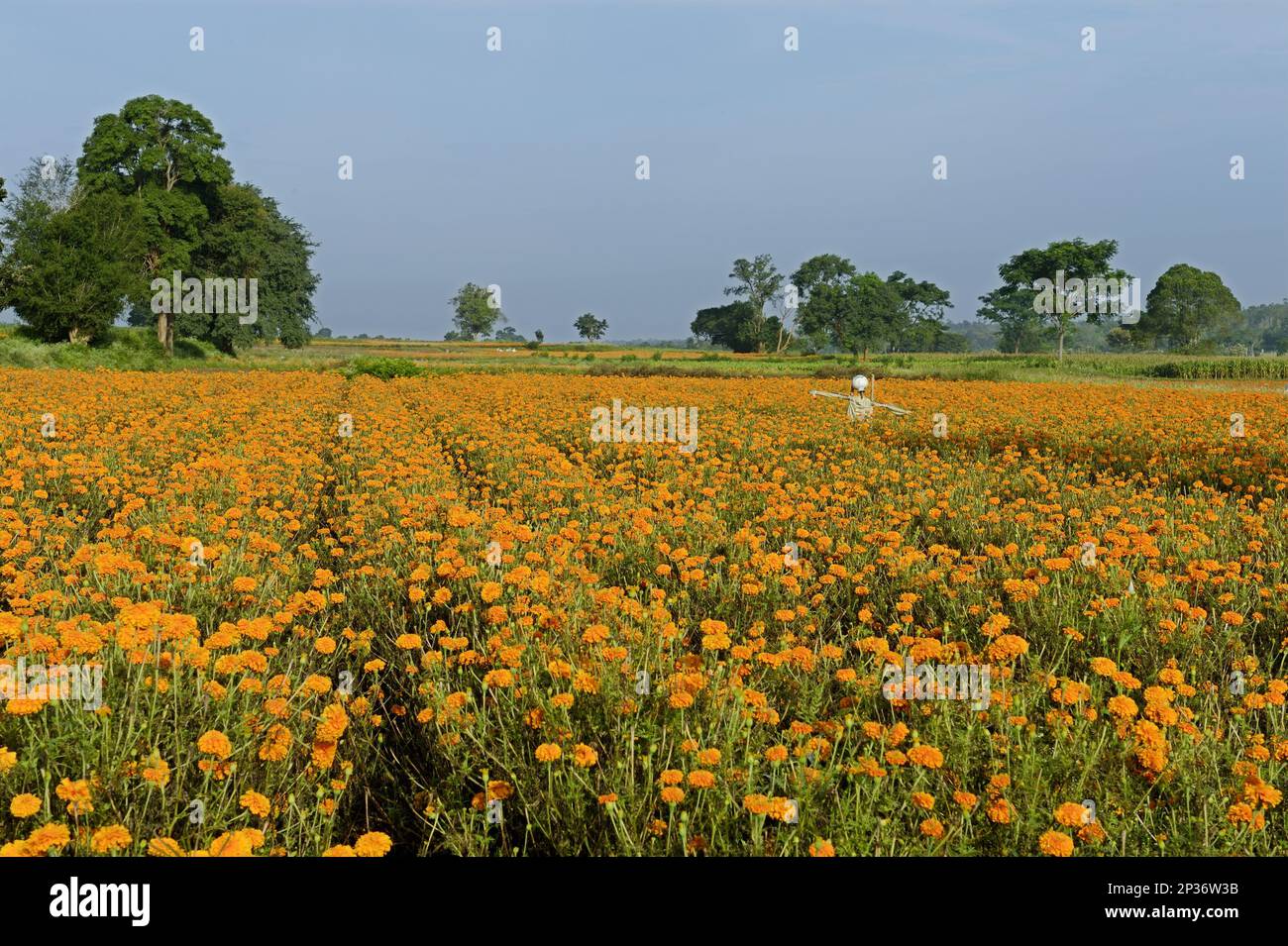 Blumenzucht, Blüten der Aztekischen Marigold (Tagetes erecta), die auf einem Feld mit Vogelscheuche wachsen, Gundelpet, Karnataka, Indien Stockfoto