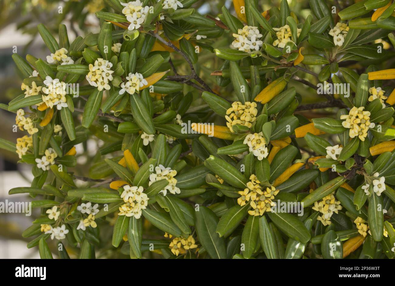 Japanisches Pittosporum (Pittosporum tobira), Kleesaatfamilie, japanische Pittosporum-Blüte Stockfoto