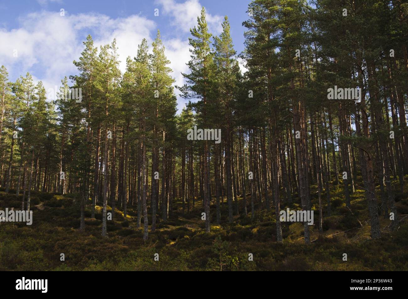 Lebensraum mit Nadelwäldern, Invereshie und Inshriach National Nature Reserve, in der Nähe von Feshiebridge, Cairngorms National Park, Inverness-shire Stockfoto