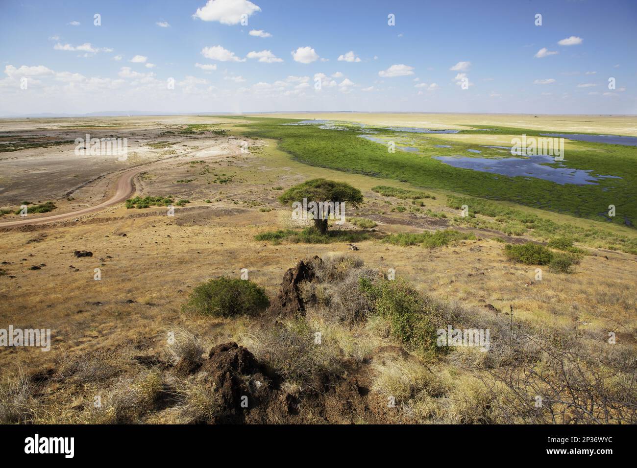 Blick auf Savanne und Sumpfgebiet, Lookout Hill, Amboseli N. P. Kenia Stockfoto