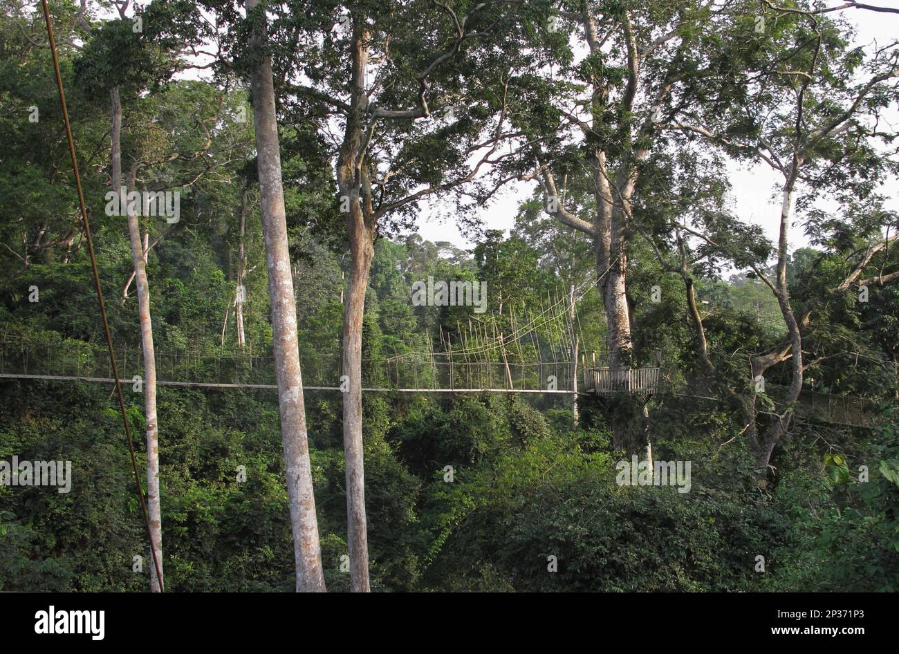 Blick auf den Baumkronenweg durch den tropischen Regenwald, Kakum N. P. Ghana Stockfoto