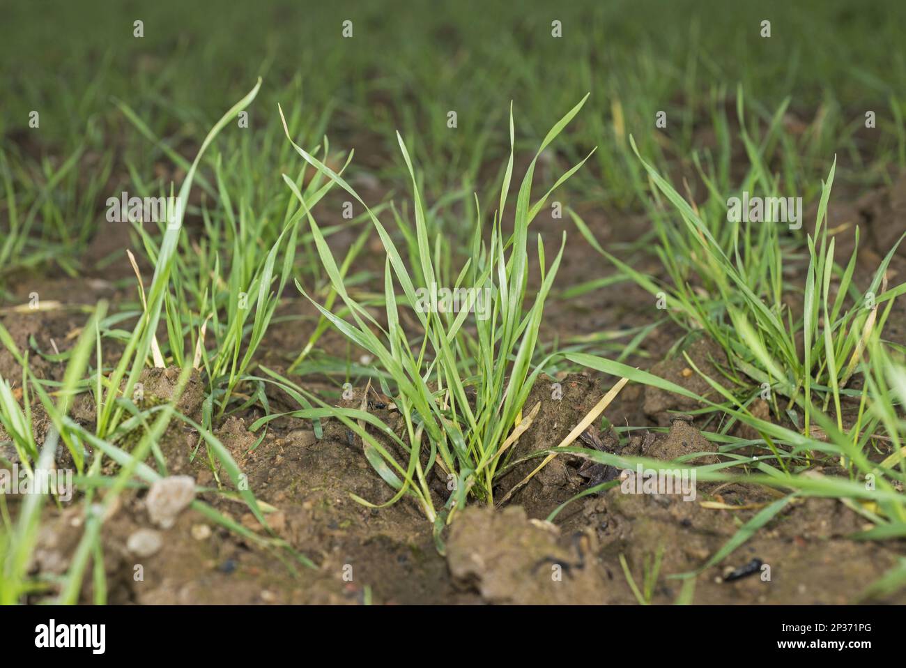 Weizen „JB Diego“ Winterweizen (Triticum aestivum), Jungpflanzen, North Yorkshire, England, Vereinigtes Königreich Stockfoto