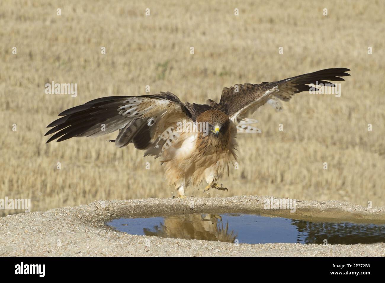 Pilzadler (Hieraaetus pennatus), blasser Morph, mit angehobenen Flügeln, nähert sich dem Trinkbecken, Castilla y Leon, Spanien Stockfoto