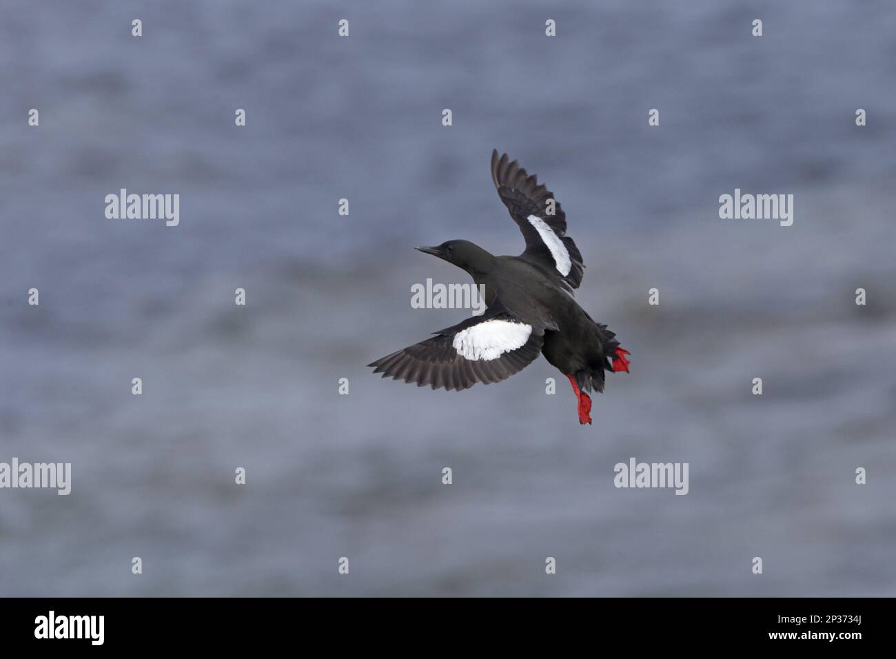 Schwarzes Guillemot (Cepphus grylle), Erwachsener, Zuchtfeder, im Flug über das Meer, Shetland-Inseln, Schottland, Vereinigtes Königreich Stockfoto
