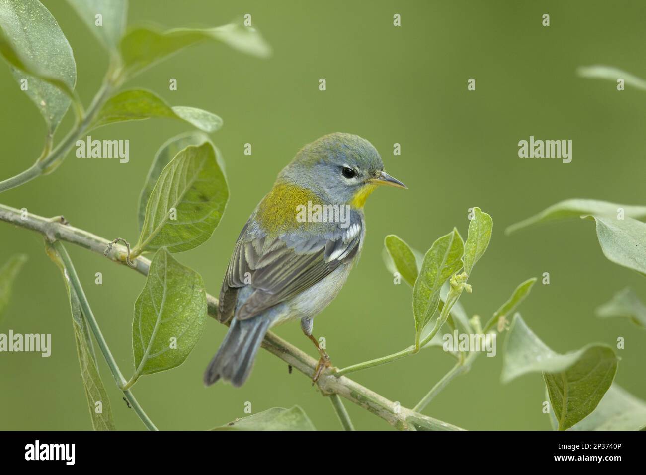 Northern Parula (Parula americana), weiblich, im ersten Jahr gezupft, während der Wanderung auf einem Zweig gelegen, Golfküste, Texas, USA Stockfoto