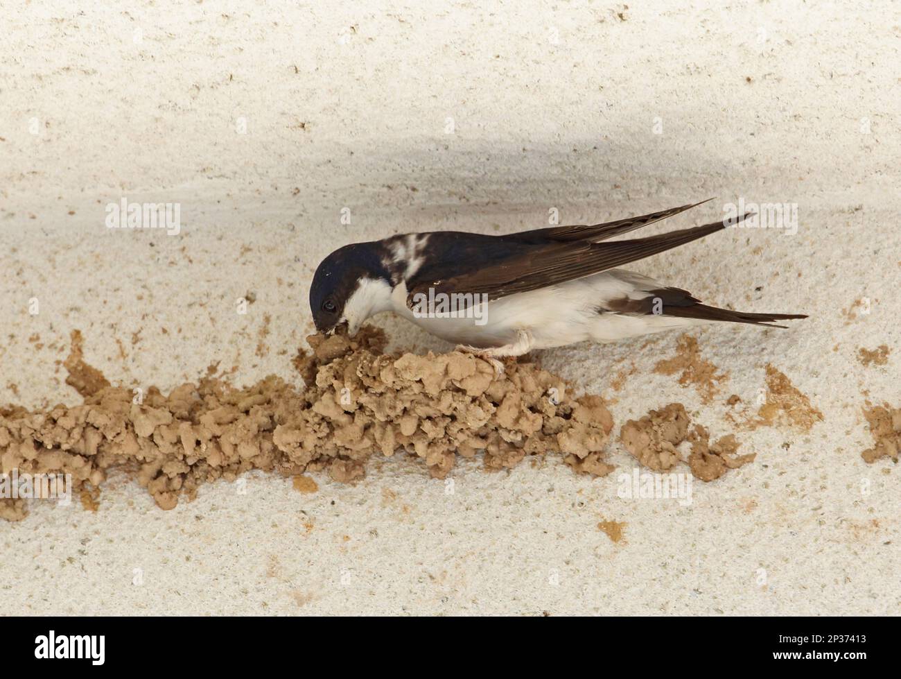 Common House Martin (Delichon urbica) Erwachsener, Bau Schlammnest an der Wand, in der Nähe von Ronda, Andalusien, Spanien Stockfoto