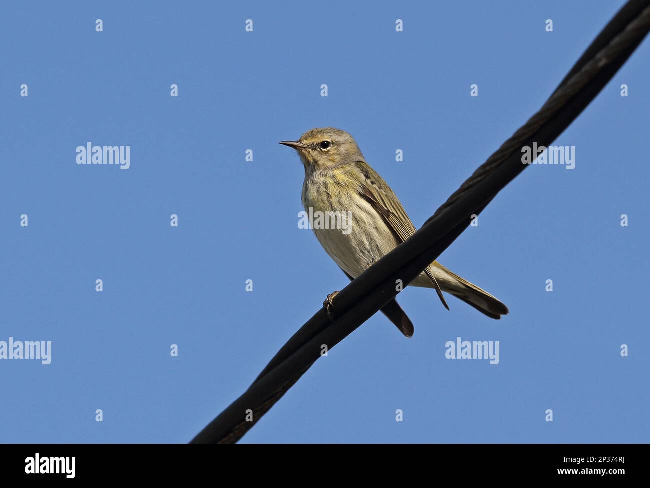 Cape May Warbler (Setophaga tigrina), unreife Frau, erstes Winterfieber, hoch oben auf Powerline, Linstead, Jamaika Stockfoto