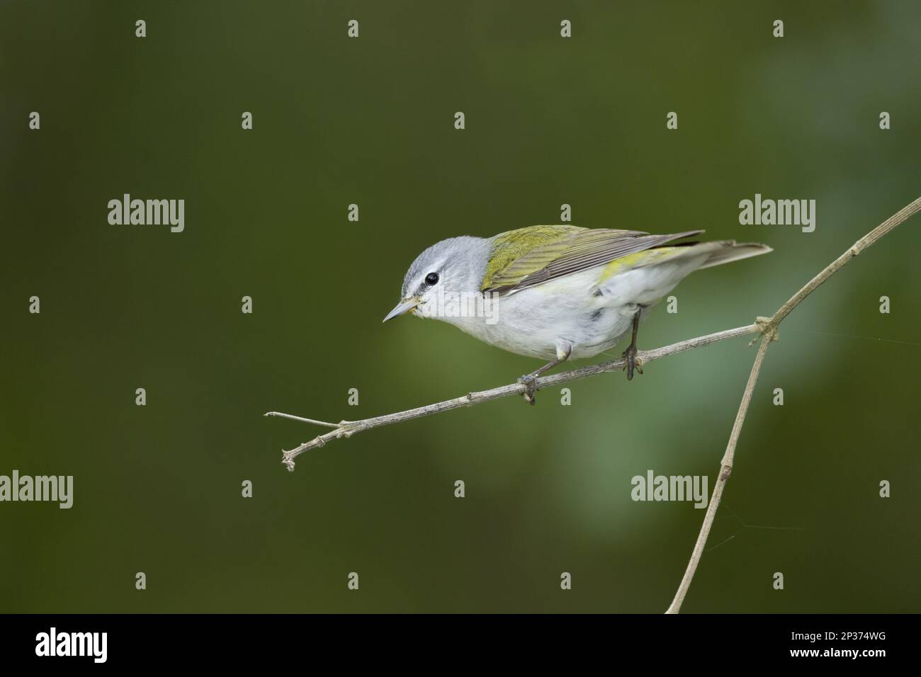 Tennessee Warbler (Vermivora peregrina), männlich, männlich, während der Wanderung auf einem Zweig, Golfküste, Texas, USA Stockfoto