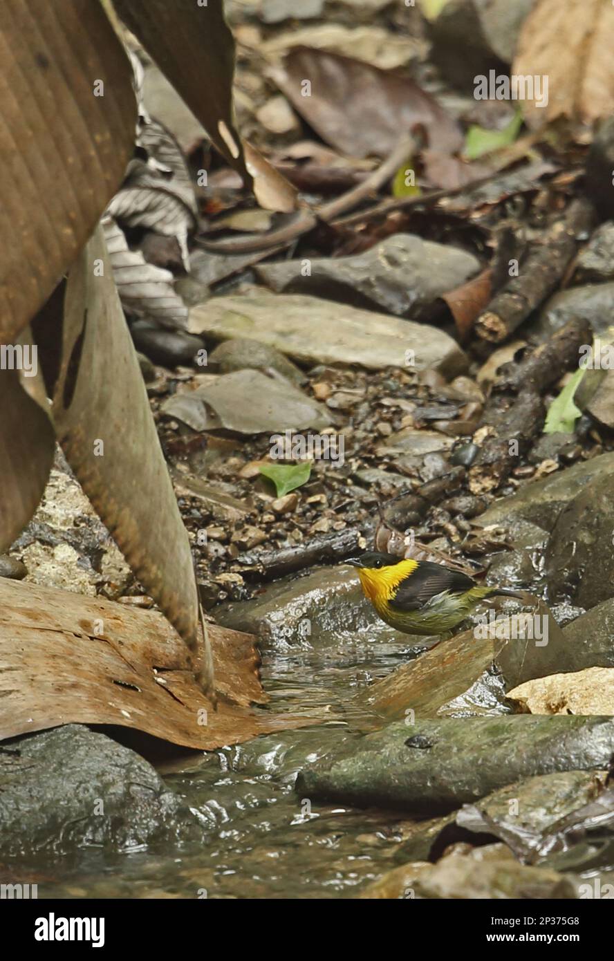 Manakin (Manacus vitellinus vitellinus), männlich, zum Baden und Trinken am Bach, San Francisco Reserve, Darien, Panama Stockfoto