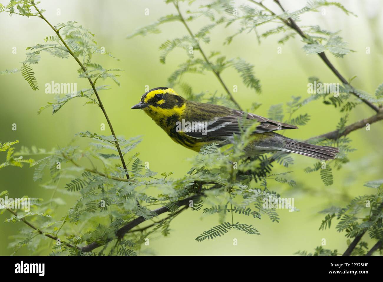 Townsend's Warbler (Dendroica townsendi), männlich, männlich, während der Wanderung auf einem Zweig, Golfküste, Texas, USA Stockfoto