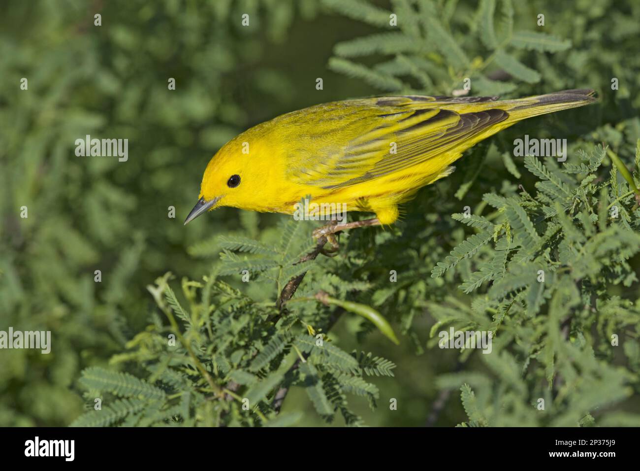 Yellow Warbler (Setophaga petechia), männlich, während der Wanderung auf einem Zweig, Golfküste, Texas, USA Stockfoto