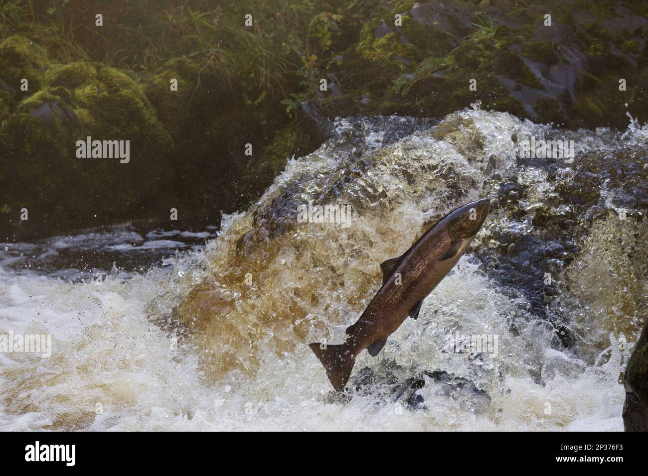 Atlantischer Lachs (Salmo Salar), ausgewachsen, springt den Wasserfall hinauf, geht flussaufwärts zur Laichstätte, River Whiteadder, Berwickshire, Schottische Grenze Stockfoto