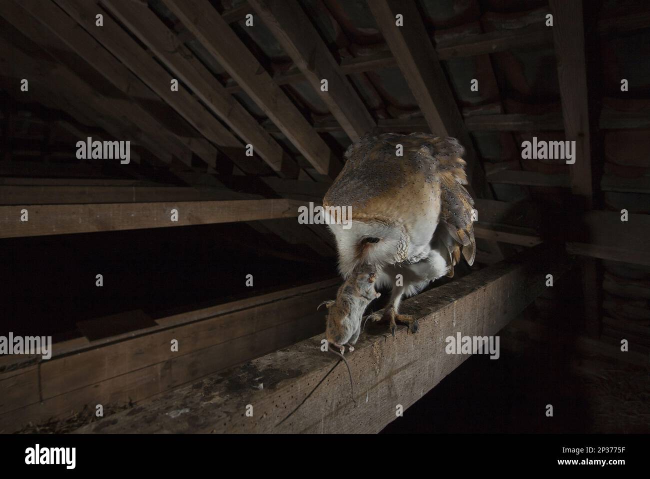 Scheuneneule (Tyto alba alba), Erwachsene, mit Nagetierbeute im Schnabel, nachts auf einem Balken in der Scheune, England, Großbritannien, Europa Stockfoto