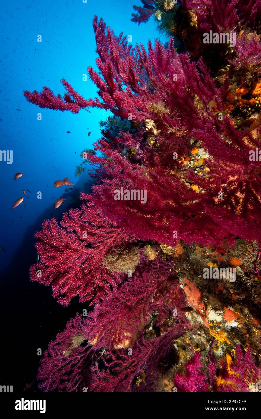 Mediterrane Fächerkoralle, violette Meerespeitsche (Paramuricea clavata), Gorgonischer Fächer, Roter Gorgonier, Elba Toskana, Europa, Mittelmeer, Italien Stockfoto