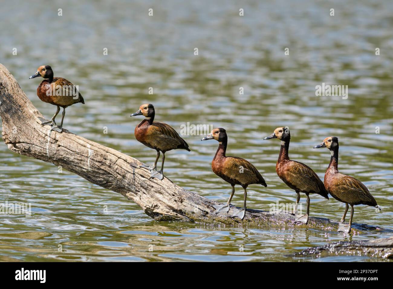Weiße Pfeifente - Dendrocygna viduata, farbenfrohe Ente aus afrikanischen und südamerikanischen Süßwasser, Madagaskar. Stockfoto