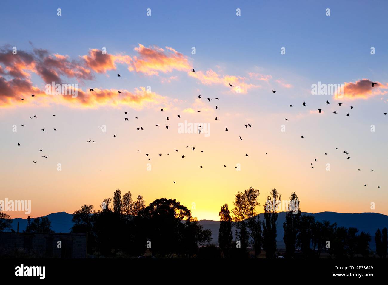 Vögel fliegen am Himmel bei Sonnenuntergang mit Sonnenuntergang im Hintergrund. Freiheitskonzepte Stockfoto