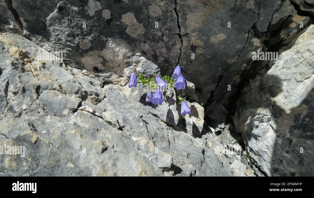 Eine Gruppe blühender Blumen (Campanula cochleariifolia Lam.) Auf einem Felsenregal in den Bergen... Zugspitze-Massiv in den bayerischen alpen Stockfoto