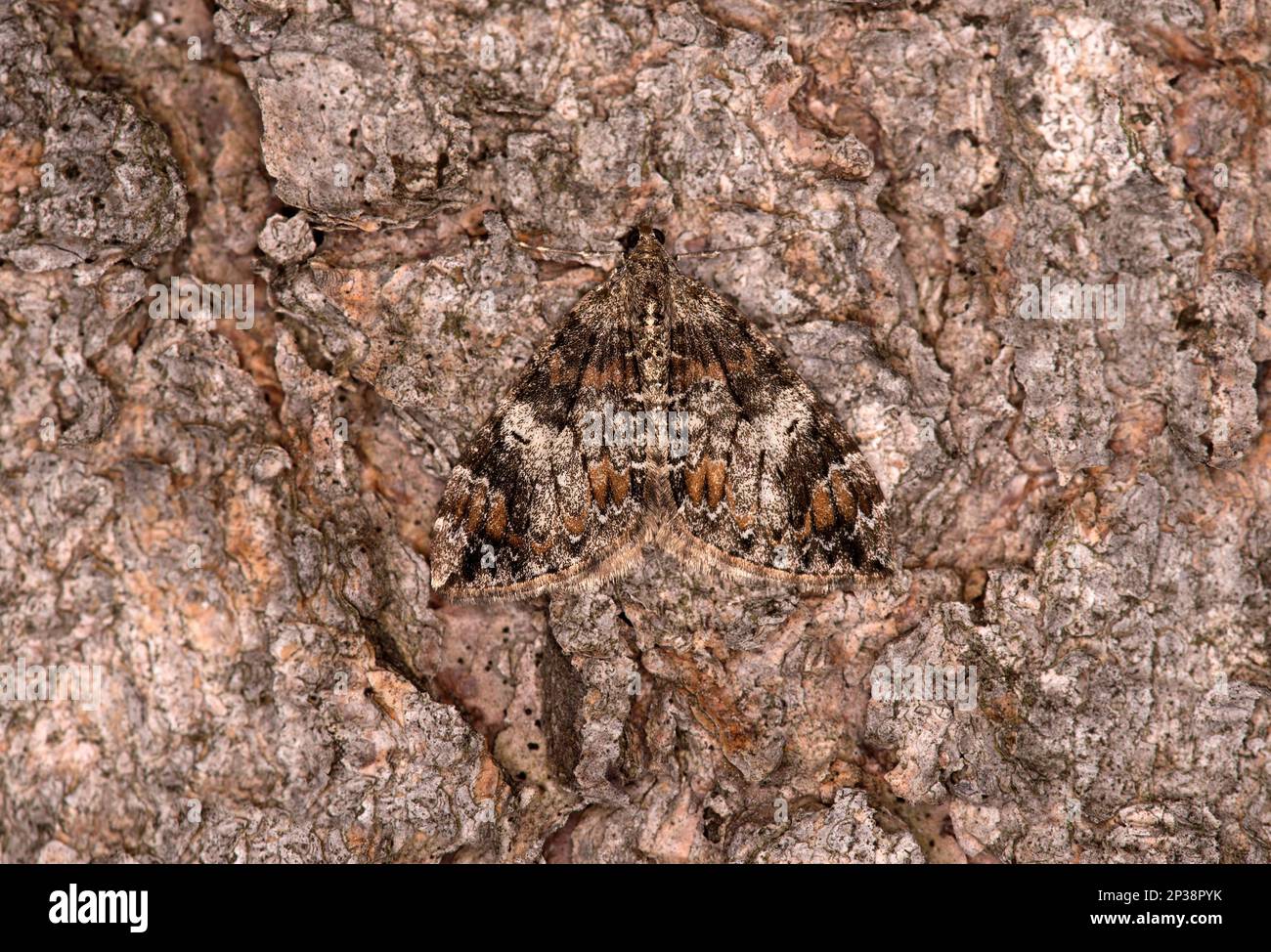 Gemeiner Marmorteppich (Dysstroma truncata), Ovronnaz, Valais, Schweiz Stockfoto