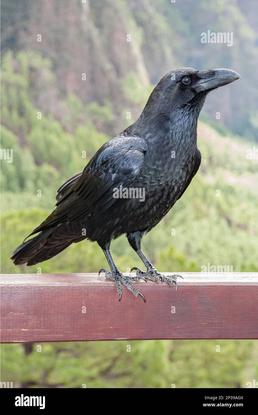 Ein Rabe ist eine von mehreren größeren passerinen Vogelarten in der Gattung Corvus, Rabe. Corvus corax canariensis wird hier in La Palma gezeigt, Stockfoto