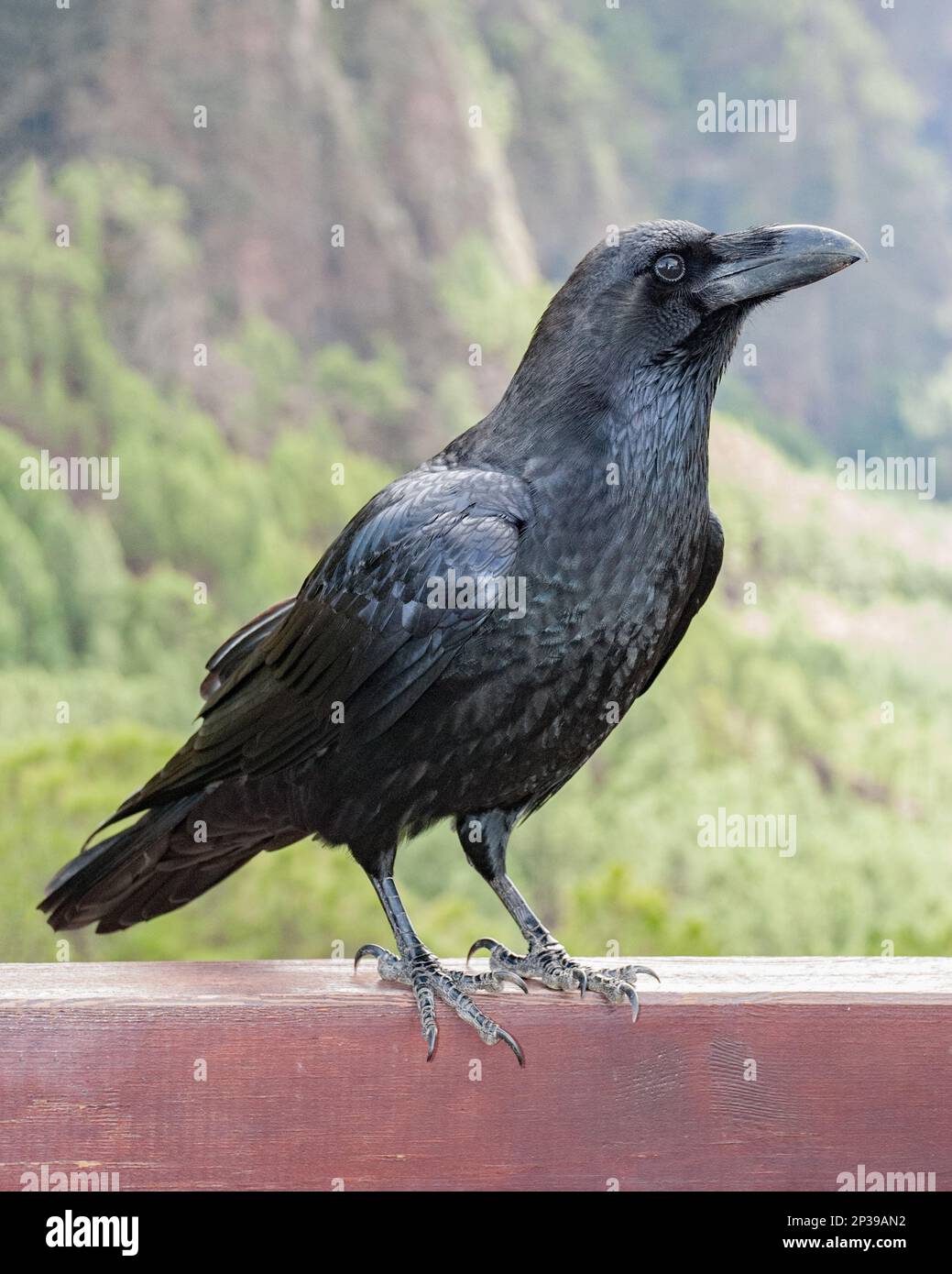 Ein Rabe ist eine von mehreren größeren passerinen Vogelarten in der Gattung Corvus, Rabe. Corvus corax canariensis wird hier in La Palma gezeigt, Stockfoto