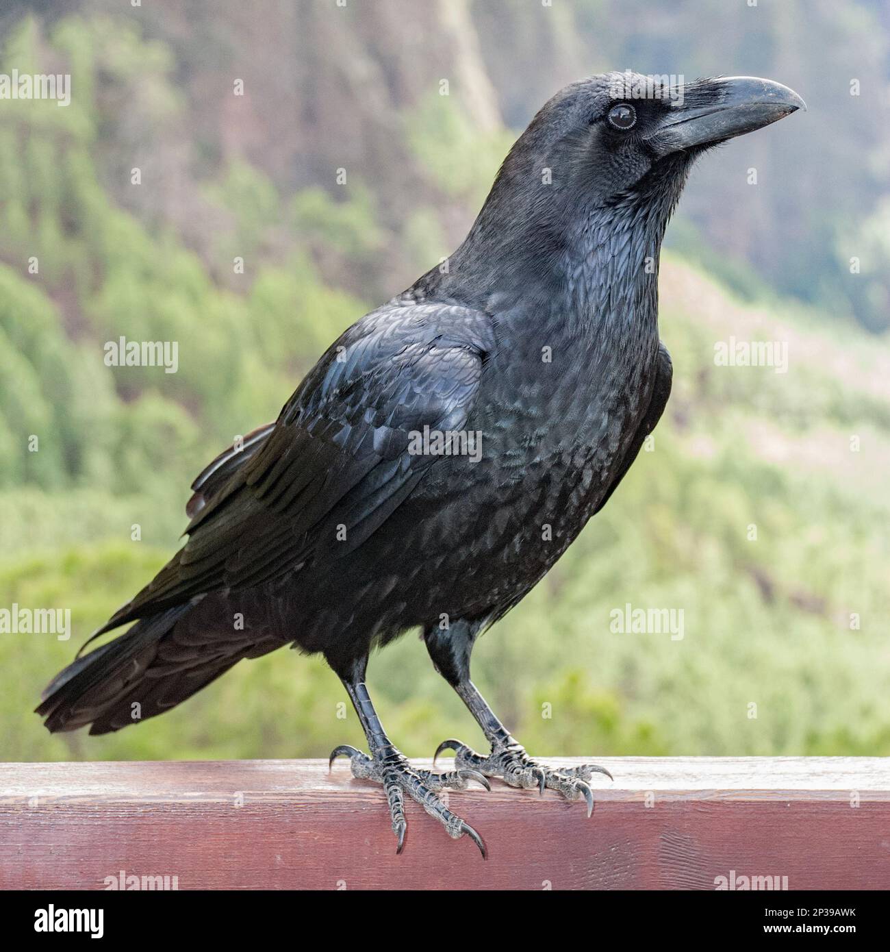 Ein Rabe ist eine von mehreren größeren passerinen Vogelarten in der Gattung Corvus, Rabe. Corvus corax canariensis wird hier in La Palma gezeigt, Stockfoto