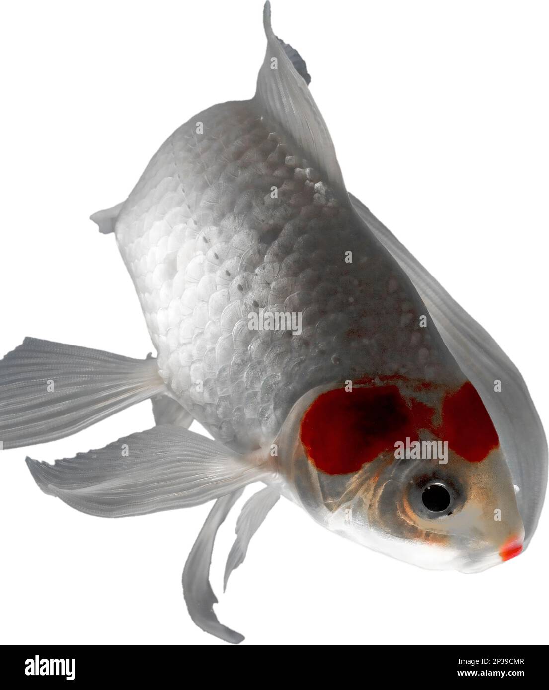 Leuchtend weiße und orangefarbene Fische, die sich in Richtung Kamera drehen, mit weißem Hintergrund Stockfoto