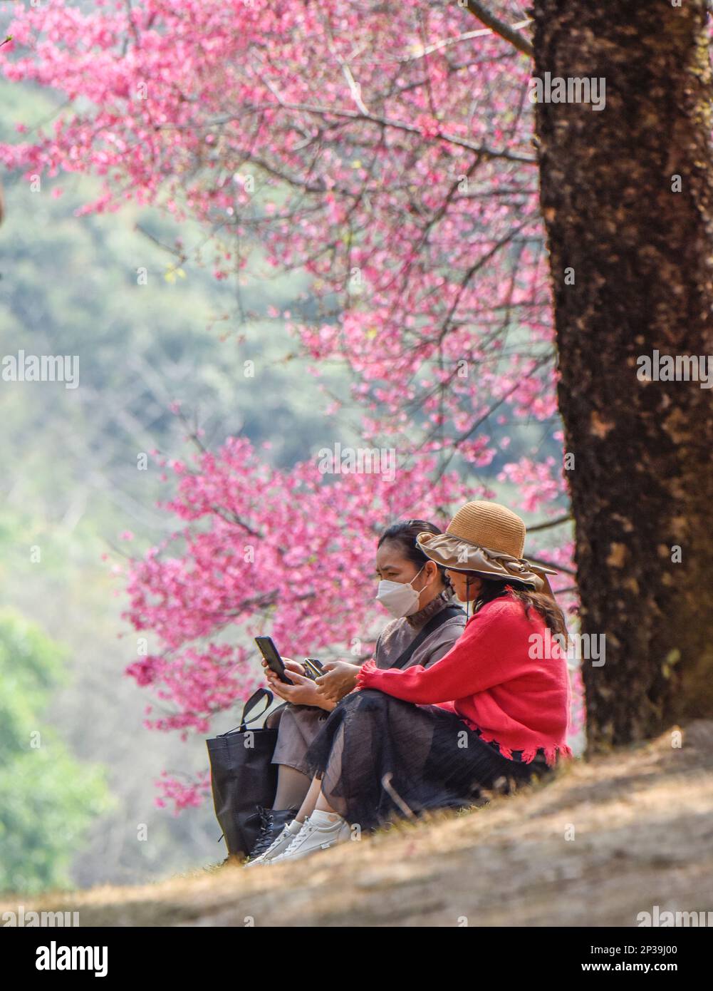 NANNING, CHINA - 4. MÄRZ 2023 - Touristen erholen sich inmitten der Kirschblüten im Shimen Park in Nanning, Südchina Autonome Region Guangxi Zhuang, März Stockfoto