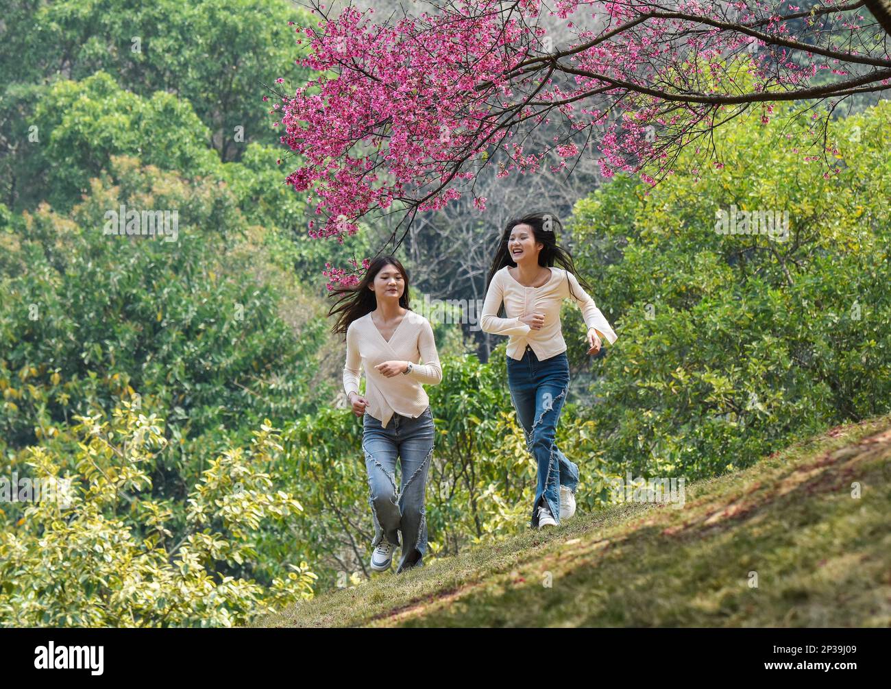 NANNING, CHINA - 4. MÄRZ 2023 - Touristen spielen im Shimen Park in Nanning, Südchina Autonomer Region Guangxi Zhuang, im März unter Kirschblüten Stockfoto