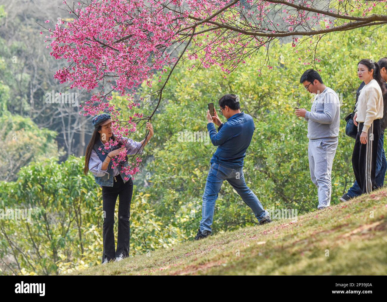 NANNING, CHINA - 4. MÄRZ 2023 - Touristen spielen im Shimen Park in Nanning, Südchina Autonomer Region Guangxi Zhuang, im März unter Kirschblüten Stockfoto