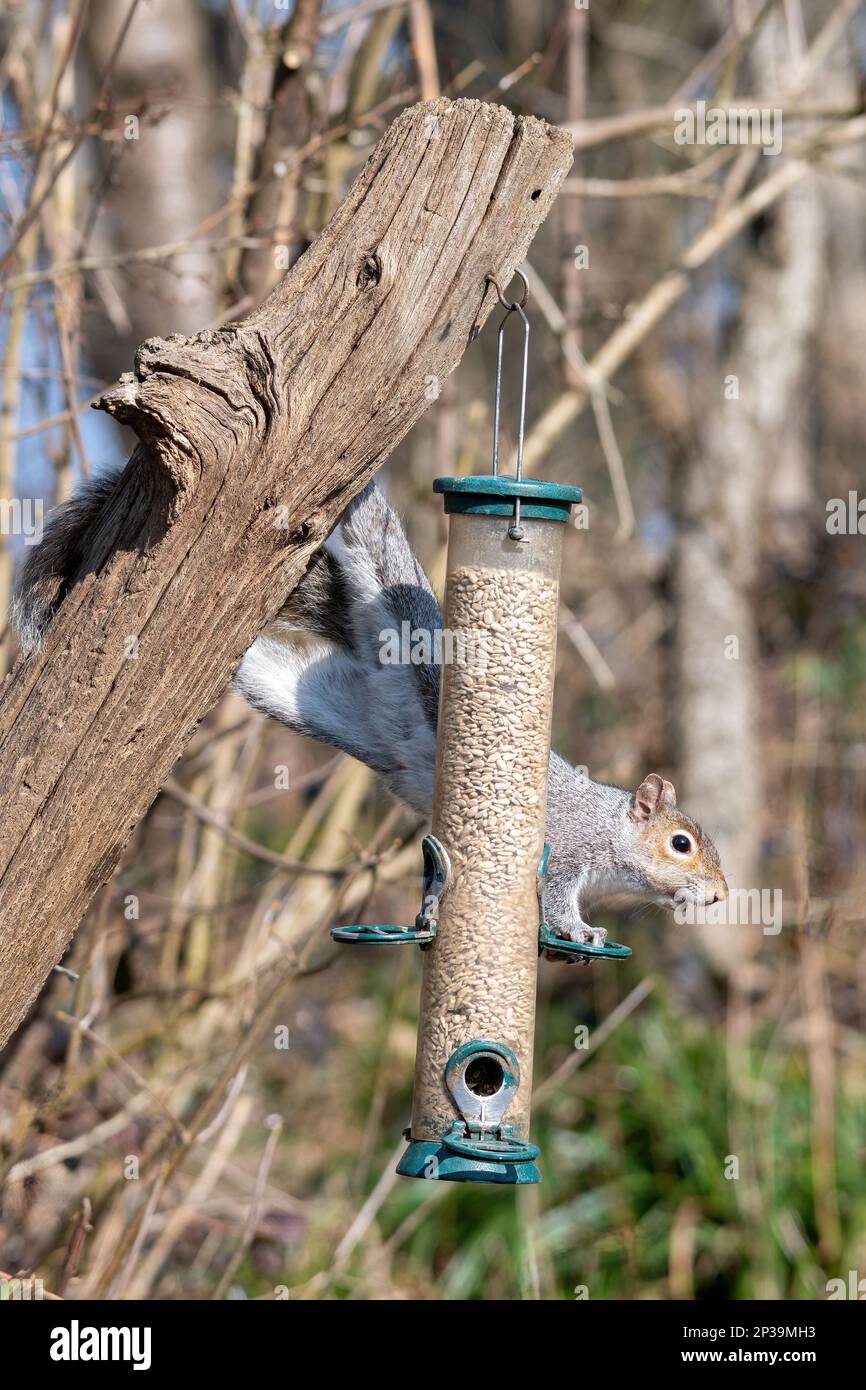 Graues Eichhörnchen (Sciurus carolinensis), das Samen einer Vogelzucht in einem Naturschutzgebiet in West Sussex, England, füttert Stockfoto