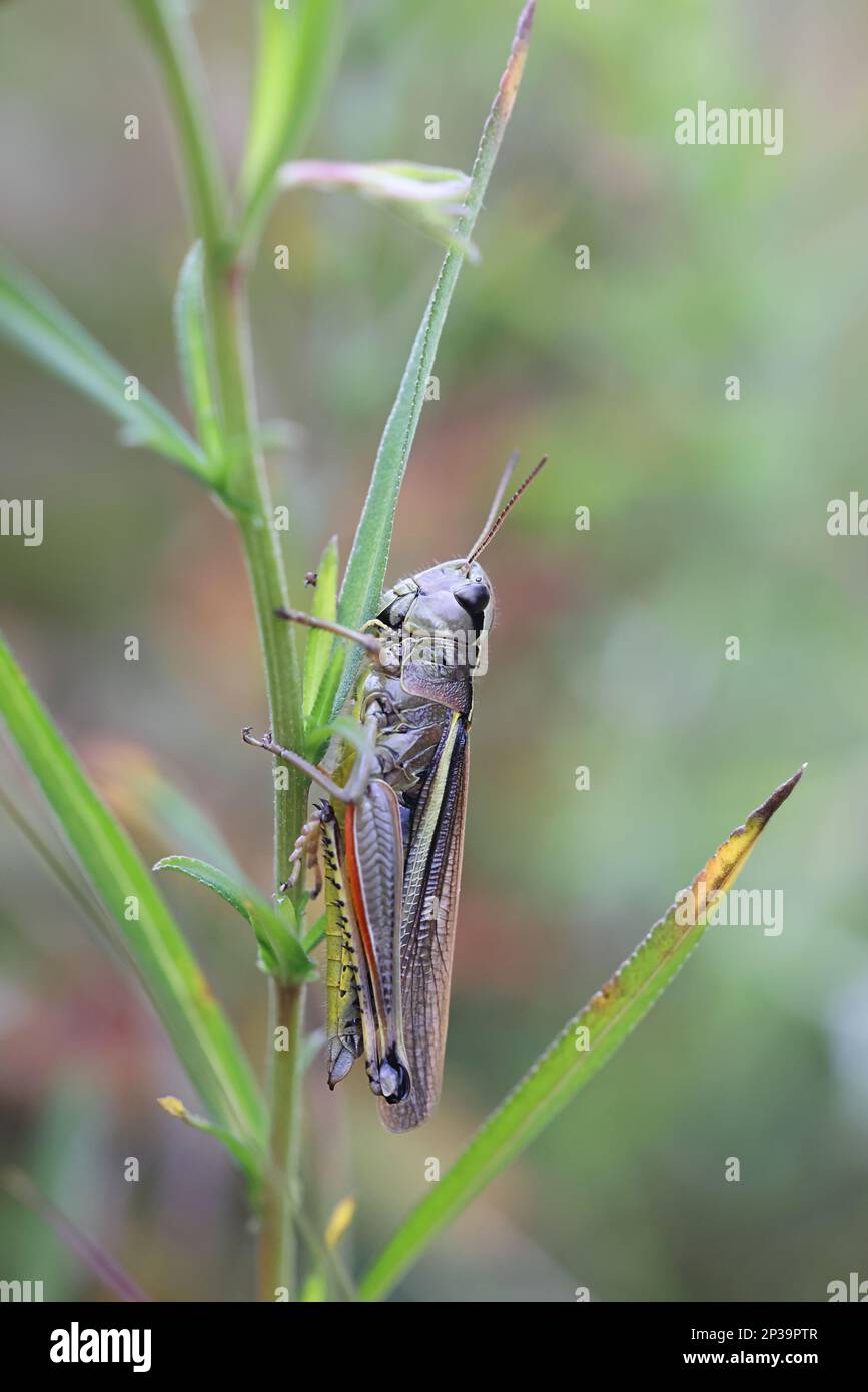 Stethophyma grossum, auch bekannt als großer Sumpfgrashüpfer, Insekt aus Finnland Stockfoto