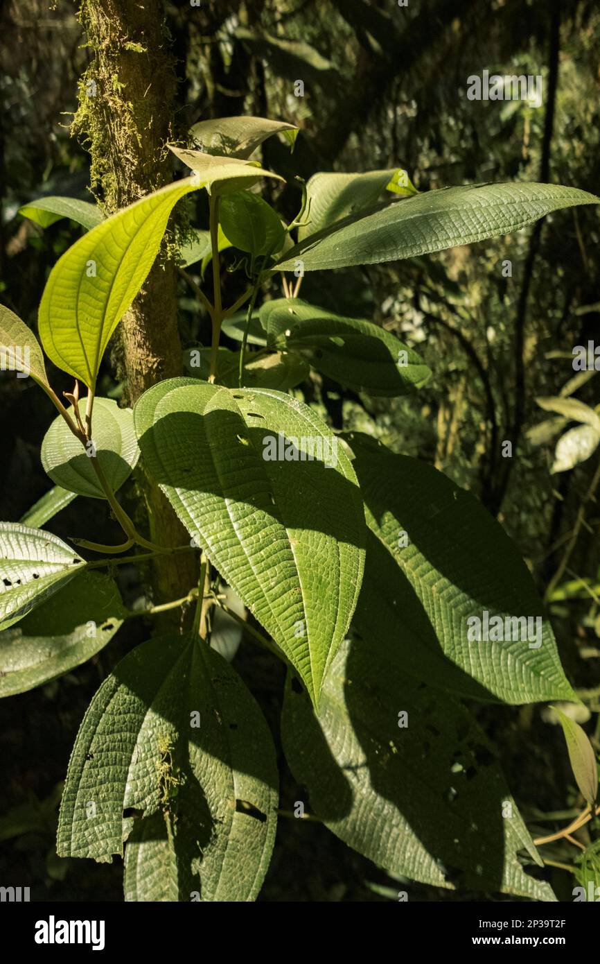 Eine Miconia calvescens in den Wäldern Kolumbiens Stockfoto